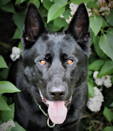 Mick zum starken Timber Mick zum starken Timber
